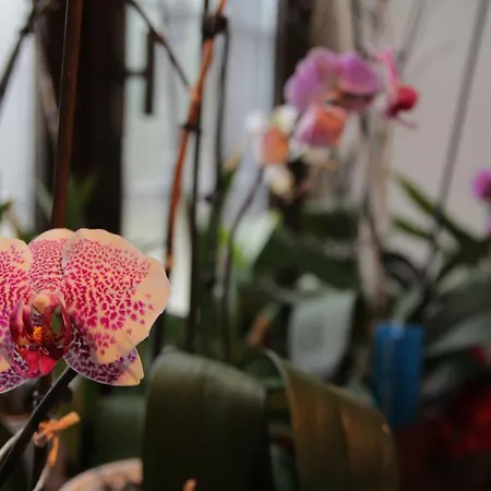 卡拉之家住宿加早餐旅馆 *